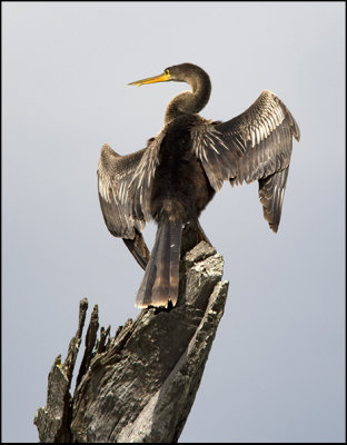 American Anhinga