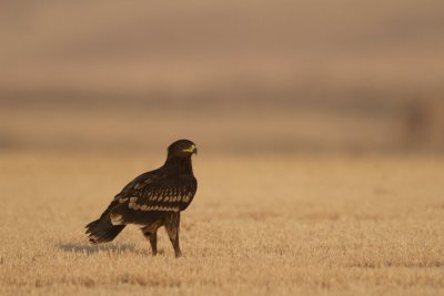 Aigle criard TP_27945.jpg