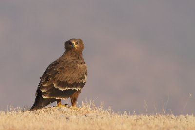 Aigle des steppes -TP_28032.jpg