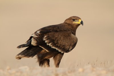 Aigle des steppes -TP_28161.jpg