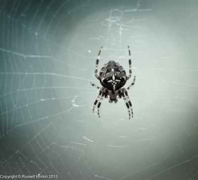131006 Spider 074.jpg