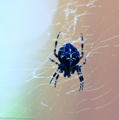 131006 Spider 089.jpg