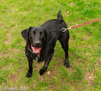150405 Dinton Pastures 023.jpg