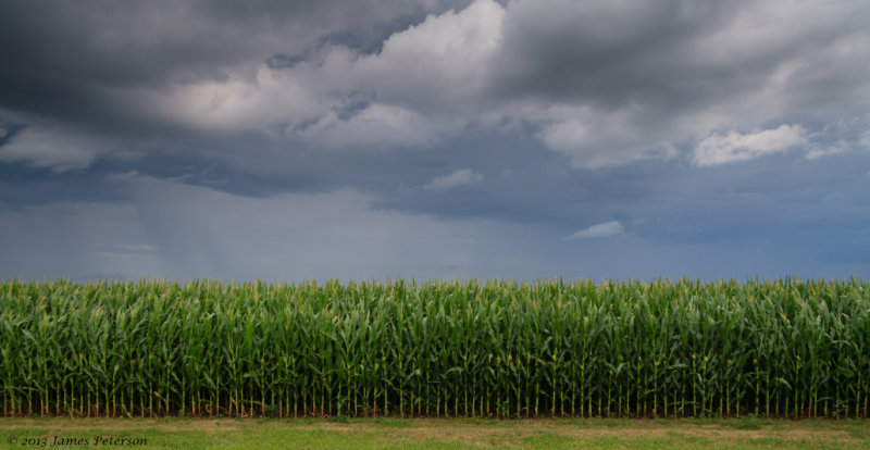 Storm in the Corn Field (26328)