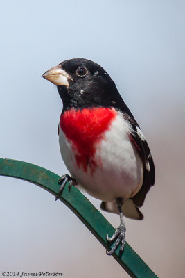 Rose-breasted Grosbeak (29790)