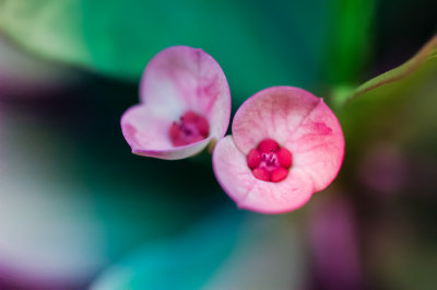 birdsbeesflowers