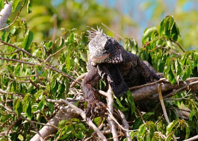 Tree Iguana