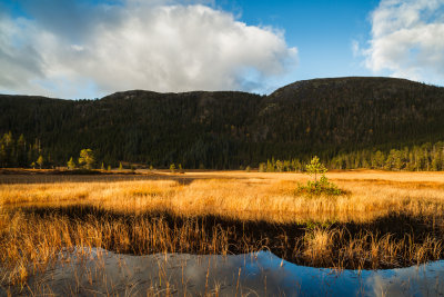 Marsh Of Gold