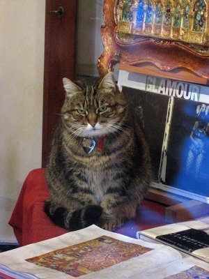 Bella, Dorsoduro shop cat, closeup  .. 3006