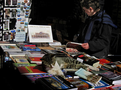 Venice shop cat, Yes, I think you'll  find what you want. .. 3088