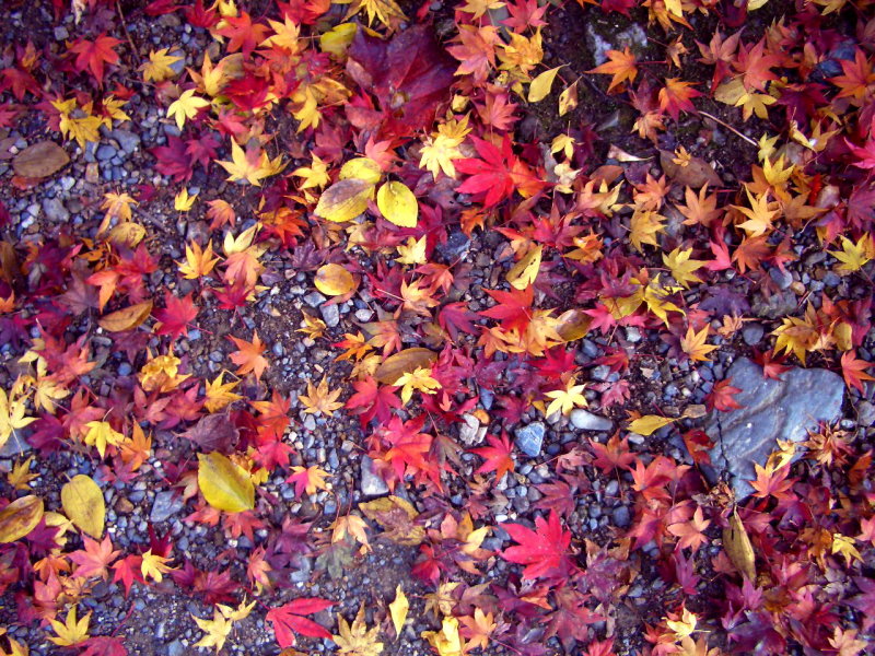 mini maple leaves