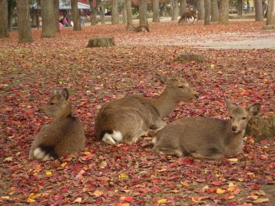 calm deer in Nara