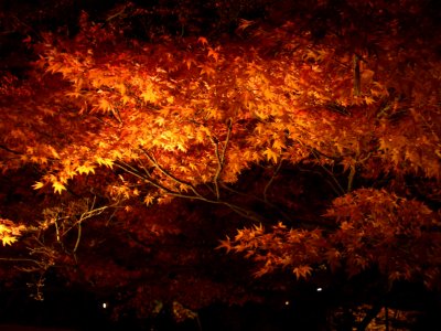 light up at Kiyomizu temple