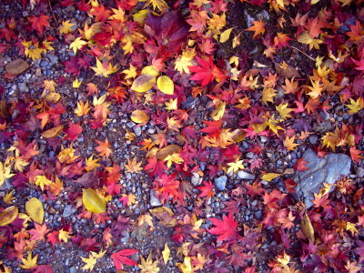 mini maple leaves