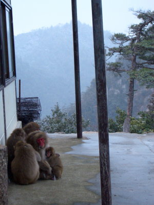 monkey family at the top