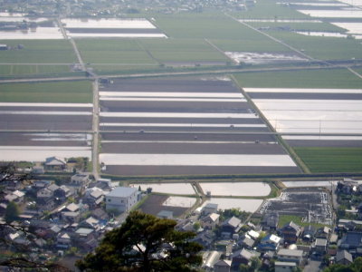 rice fields from the top