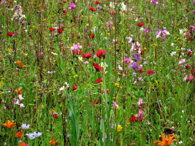 wildflowers