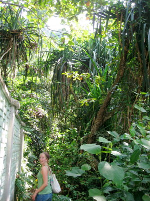 a legit jungle (ignore the wall)