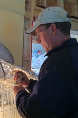 Chick hatching