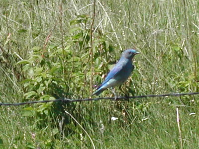 Bluebird habitat maintained