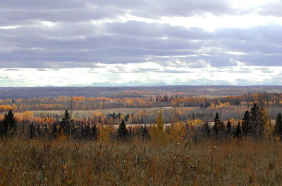 Cabin - Meadow Maintained