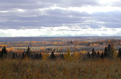 Cabin -  Meadow Maintained