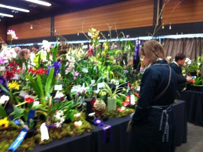 Orchid show