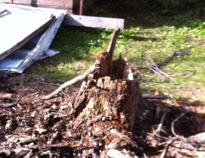 Stump to be removed
