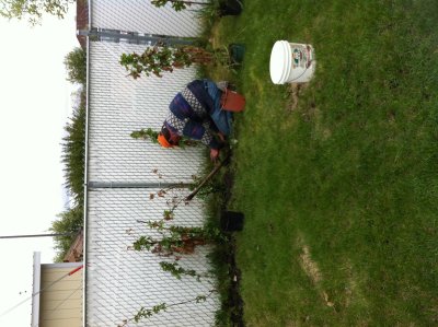 Raspberry bushes for Mom