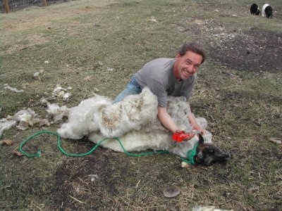 Shearing sheep