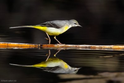 grey wagtail ..... grote gele kwikstaart