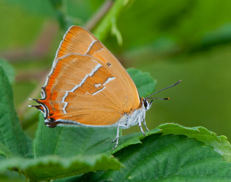 Fogeldammen Halland