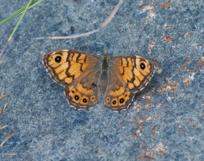 xnamossa Tipp Halland