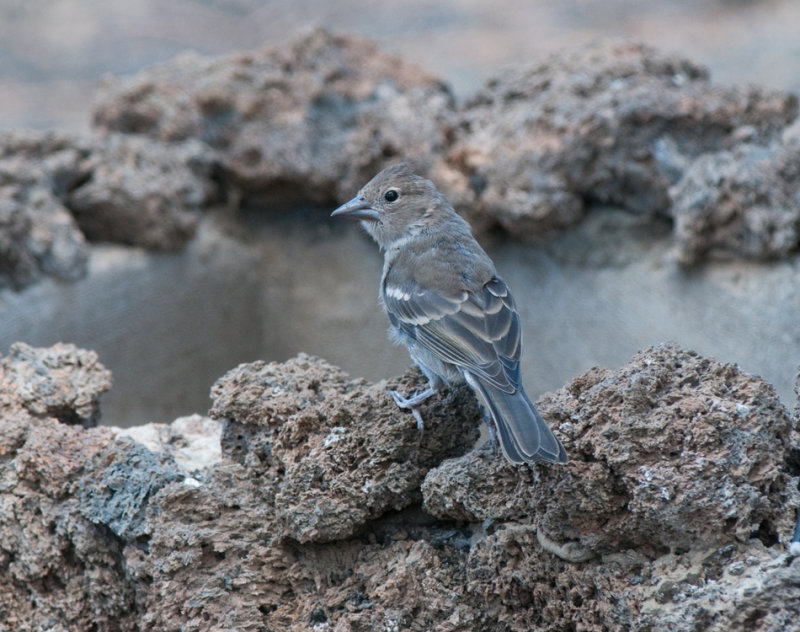 Blue chaffinch Las Lajas