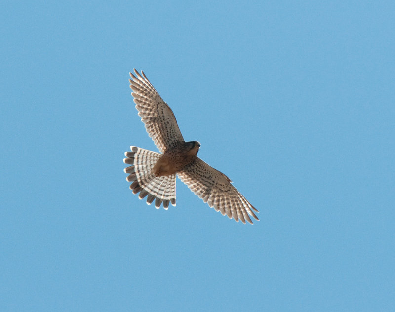 Kestrel