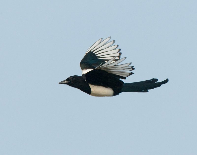  Falsterbo Skne