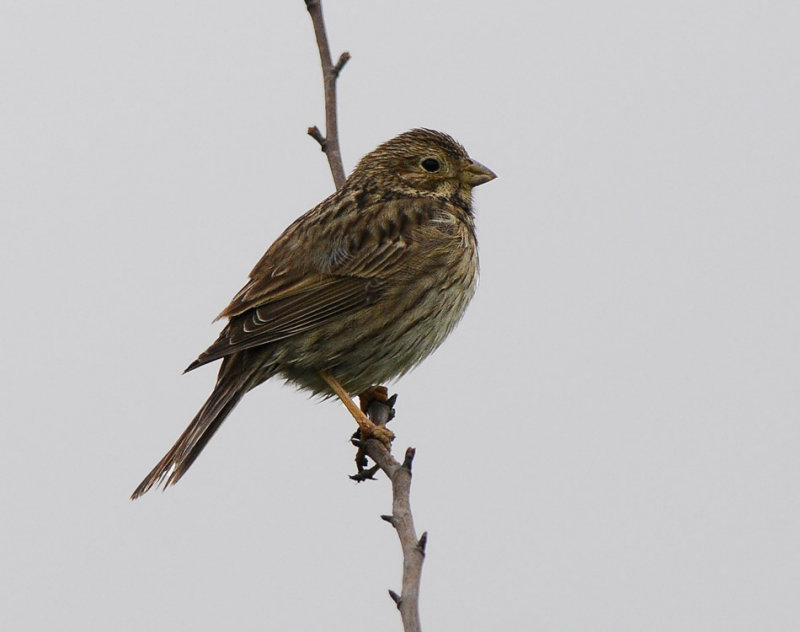 Corn bunting