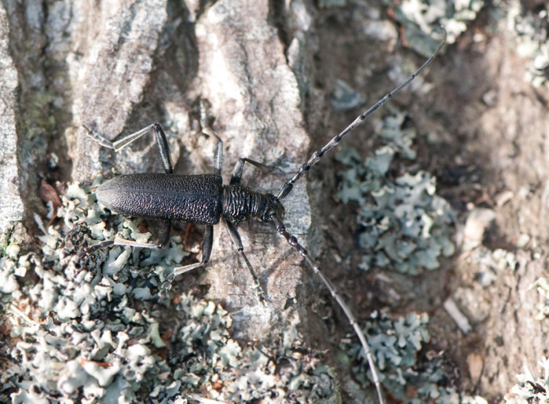 Grborg land 5.6-15