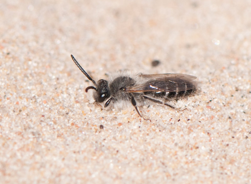 Sibirien Skne 23.4-16 male