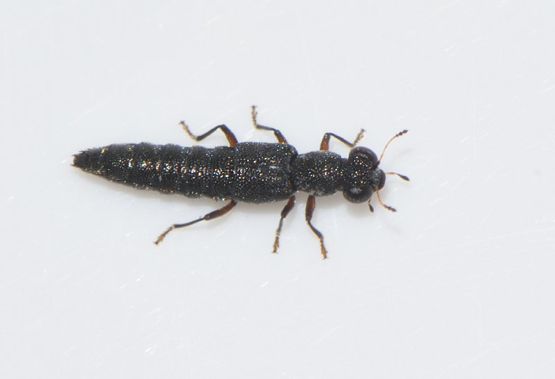Holmagrde Halland 25.9-16  4,2 mm