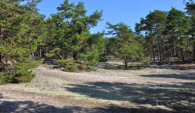 Homrevet land 14.9-16