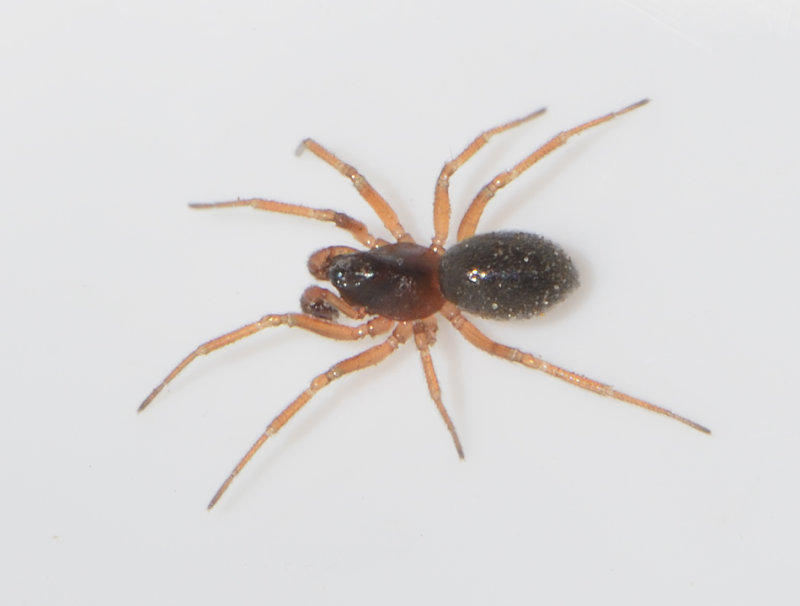Holmagrde Halland 25.9-16 adult male