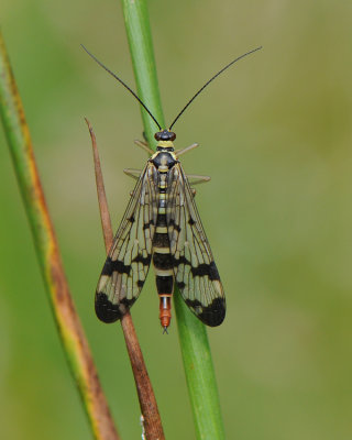 Panorpidae ( Skorpionslndor )