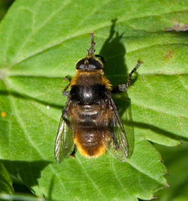 Merodon equestris ( Bred narcissblomfluga )