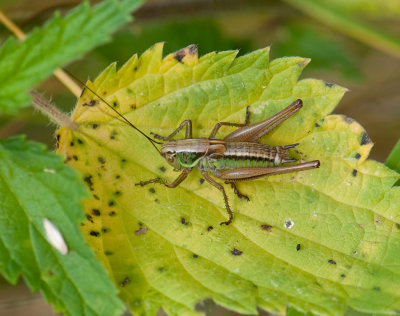 Metrioptera roeselii ( Cikadavrtbitare )