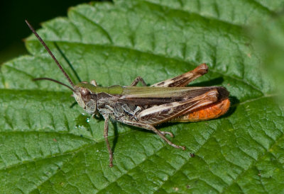 Chorthippus brunneus ( Backgrshoppa )