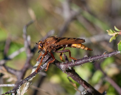 Asilus crabroniformis ( Getingrovfluga )