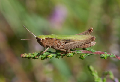 Chorthippus dorsatus   ( Sydngsgrshoppa )