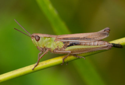 Chorthippus albomarginatus ( Strandngsgrshoppa )