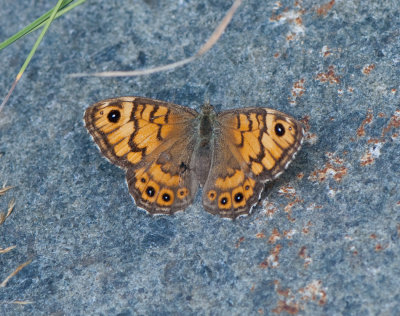xnamossa Tipp Halland